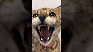 Bobcat  Bobcat sound😱🐆shorts youtubeshorts bobcat animals viralvideo [upl. by Naruq]