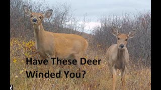 WhiteTailed Deer  How to Tell if a Deer is Scenting You [upl. by Pardner279]