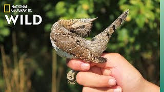 This Woodpecker Mimics a Snake When Threatened  Nat Geo Wild [upl. by Cranston25]