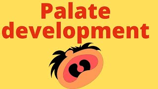 Palate development embryology  cleft palate  Defect in palate  Human embryology [upl. by Nosemyaj]