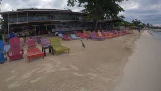 September 2024 Beach bird snorkeling negril jamaica [upl. by Israel]