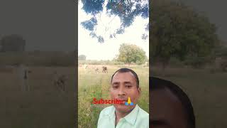 Horsetrendingviralvideosshortvideosanimals [upl. by Kcorb]