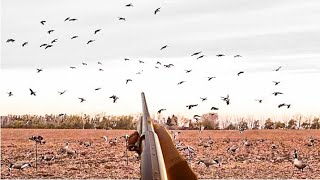 HUNDREDS OF MALLARDS IN THE DECOYS Alberta Duck hunting 2022 [upl. by Teresita133]