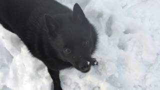 Snow day for Schipperke [upl. by Gnidleif]