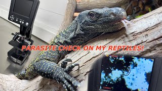 Parasite check on my reptiles [upl. by Atteugram726]