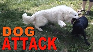 Great Pyrenees VS Pit Bull Mix [upl. by Ardnusal]