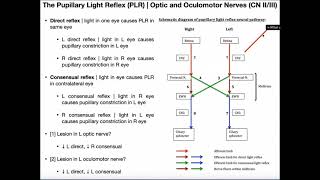 The Pupillary Light Reflex  Structure amp Clinical Interpretation [upl. by Shaina]