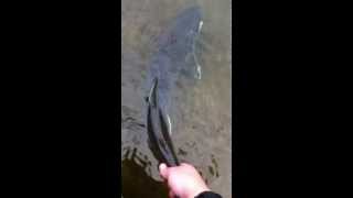 30quot Lake Trout released from Winooski River in Vermont [upl. by Tound85]