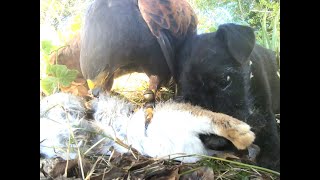 A DAY IN THE LIFE WOODY A HARRIS HAWK AND FRIENDS [upl. by Resa187]