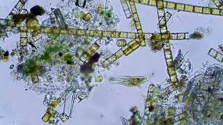 Microscope Pond Microbe Video in 4K Resolution [upl. by Halland]