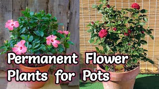 Permanent Flower Plants that can be grown in Pots  Best flower plants for pots [upl. by Ahsinav15]