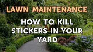 How to Kill Stickers in Your Yard [upl. by Alletniuq]