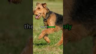 Airedale Terrier Secrets 3 Curious Facts doglover airedaleterrier dogbreeds pets cutedog [upl. by Inverson830]