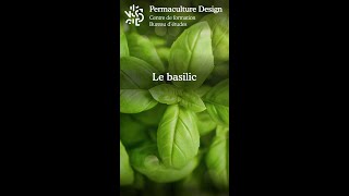 Le basilic [upl. by Donella445]