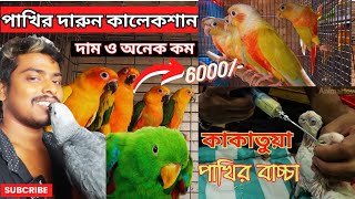 কাকাতুয়াগ্রে প্যারট amp eclectus parrot এর বাচ্চা❤️ Cockatoo feedingmacaw parrot price in India 4k [upl. by Krause]