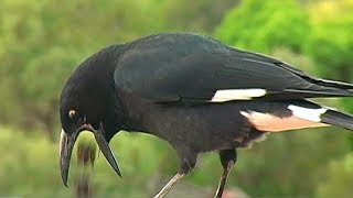 BARFING CROW  Pied Currawong [upl. by Olemrac166]