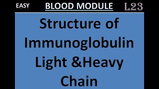 L23 Immunoglobulins  Structure of Immunoglobulins  Light chain  Heavy Chain [upl. by Dnar]