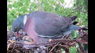 Wood pigeon 2 Chicks Day 3 Part 3 [upl. by Suiravad366]