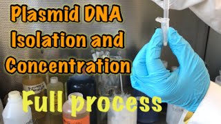 Ecoli bacteria plasmid DNA isolation and DNA concentration measurement by spectrophotometer [upl. by Laaspere704]