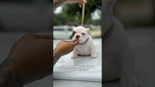 🐶Mamacita Toro😱 microexoticbully amercianbully puppy dog edit shorts fyp dogoftheday [upl. by Zsamot394]