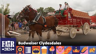 Budweiser Clydesdales – Fair 2024 [upl. by Otaner]