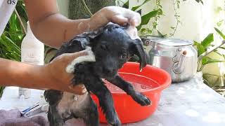 belly bella baby dog bathing time [upl. by Titus387]