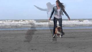 Simple BeachTricks With Sheltie Diego [upl. by Delmore]