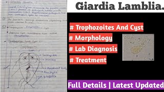 Giardia lamblia  giardia lamblia life cycle [upl. by Ange]