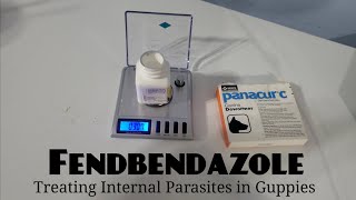 Fenbendazole  Treating Internal Parasites in Guppies [upl. by Mic]