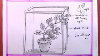 How To Draw Photoperiodism Experiment Of Plant [upl. by Roux]