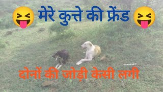 kutte ka video  dog funny videos  dog barking sound  kutte ki video  dog ki video shorts [upl. by Yanarp710]