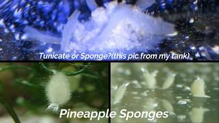 Reefer 350 Update  Spirorbid Worms and Pineapple Sponges [upl. by Taylor]