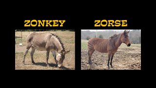 A Zonkey and a Zorse [upl. by Akiaki]