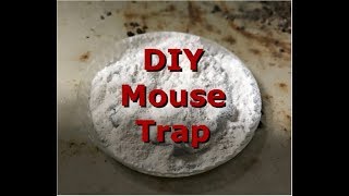 How to get rid of rats and mice in home for less than 100 [upl. by Daffy]