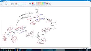 4 intestinal flukes  Heterophyes heterophyes [upl. by Necaj]