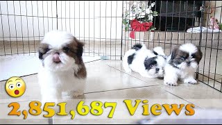 3 Adorable Shih Tzu Puppies  So playful [upl. by Arch]