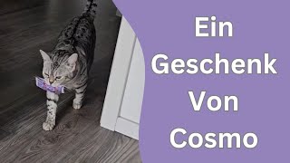 Geschenk von Katze erst am Ende weiss man warum er mir das Kissen zum Lutschen brachte [upl. by Tammy]