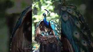 The Peacock birds nestMylittelbuggies birds [upl. by Swithbart]