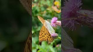 beautiful butterfly kaisermantel Argynnis paphia shorts short nature bugs schmetterling [upl. by Orazio]