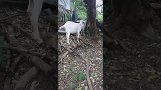 Goats eating pouteria lucuma leaves goatfarming goatlovers goatlife provincelife happylife [upl. by Yahsal437]