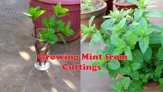 How to grow mint from cuttings  UrduHindi [upl. by Raffaello98]