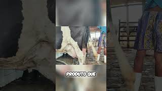 A Verdade Sobre Vacas de Torneio Leiteiro [upl. by Lenzi]