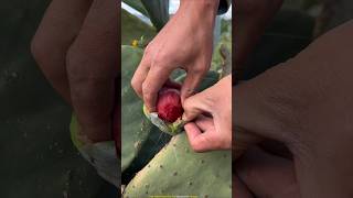 Cactus Plant Gives Healthy Fruits shortsvideo [upl. by Devan]