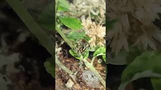 Plexippus paykulli pets spiders invertebrates arachnids jumpingspiders [upl. by Sukram957]