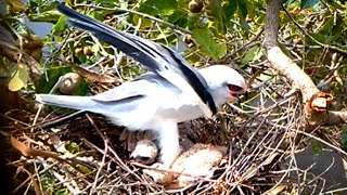 Blackshouldered kite Bird in the nest protects two children from the sunEp8 [upl. by Tallula717]