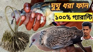 Dove Bird Hunding in Village ঘুঘু ধরা ফান।ঘুঘু ধরার সহজ ফাঁদ। ঘুঘু ধরা ফান বানানো। gogor fat dove [upl. by Claudell]