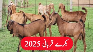 Bakray for Qurbani 2025  Goat Farming [upl. by Orsa]