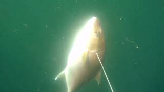 spearfishing Manzanillo MEDREGAL [upl. by Fitton]