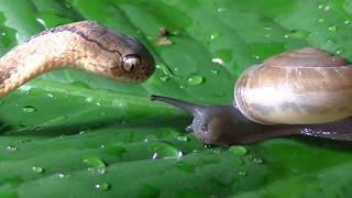 Keeled Slug Snake eats snail [upl. by Annoval]