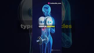 Unlocking the SECRETS of Human Muscles biologyfacts muscles scienceeducation [upl. by Nonnag676]